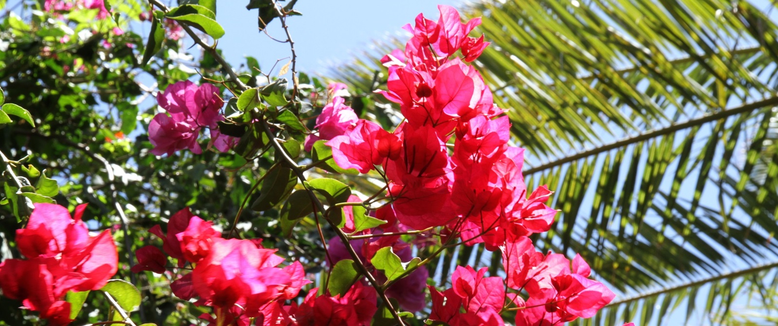 Pinke Blüten Zoo Fuerteventura