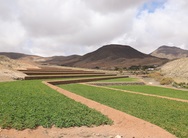 Felder auf Fuerteventura